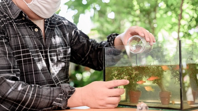 Can You Use Distilled Water in a Fish Tank